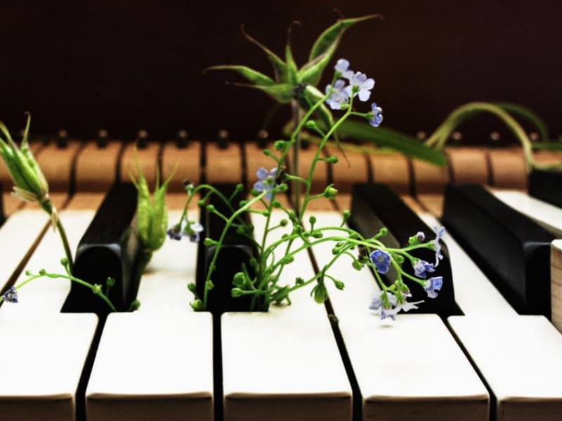 Trenino musica delle piante